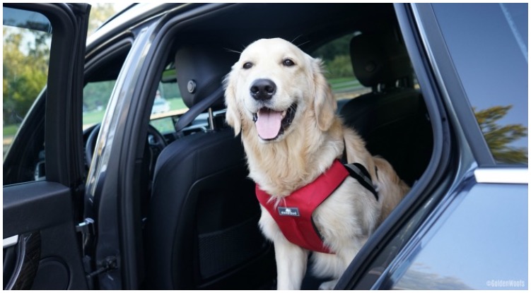 Road Trip Season Is Coming: Can My Dog Get Carsick?