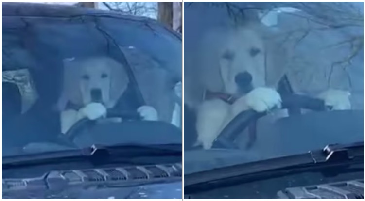 Golden retriever trying to drive