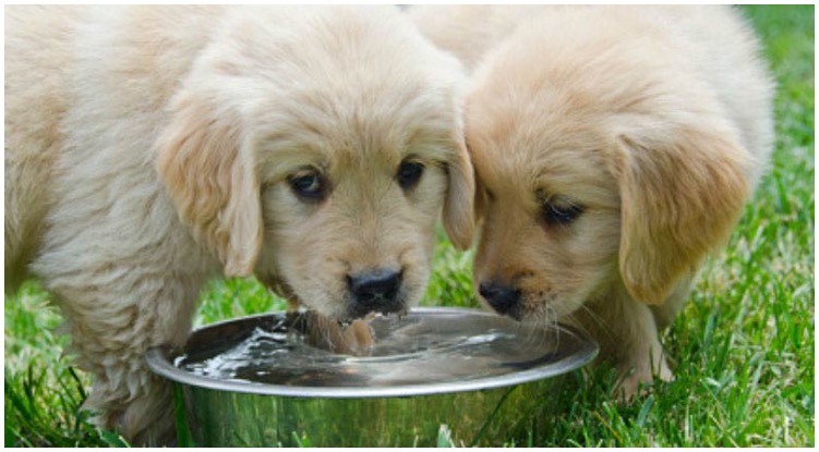 Two golden retriever puppies drinking water out of a water bowl