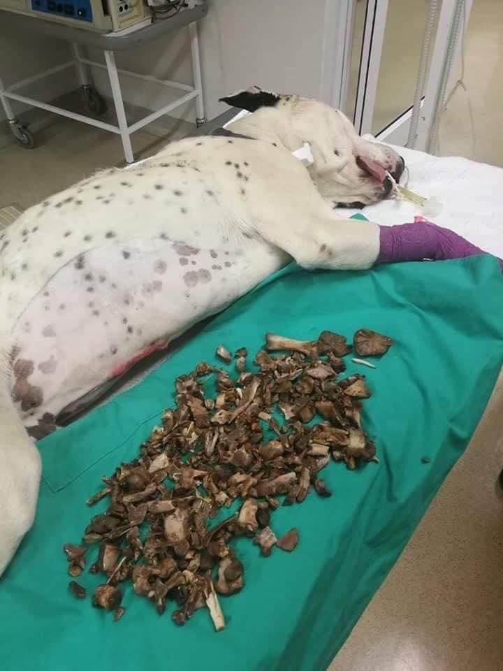 Pitbull laying at vet after intestinal obstruction 