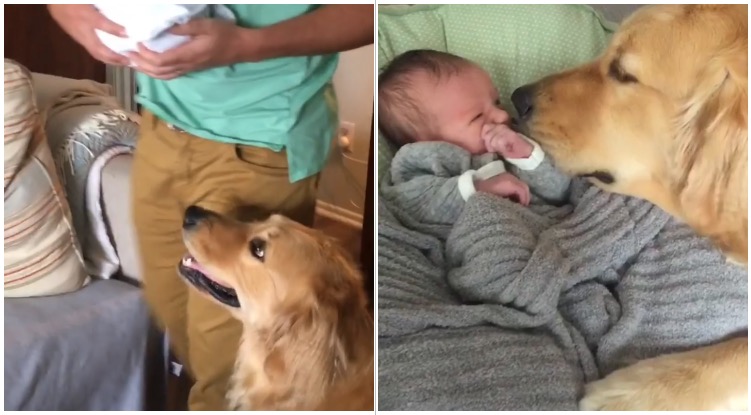 Golden retriever with baby sister