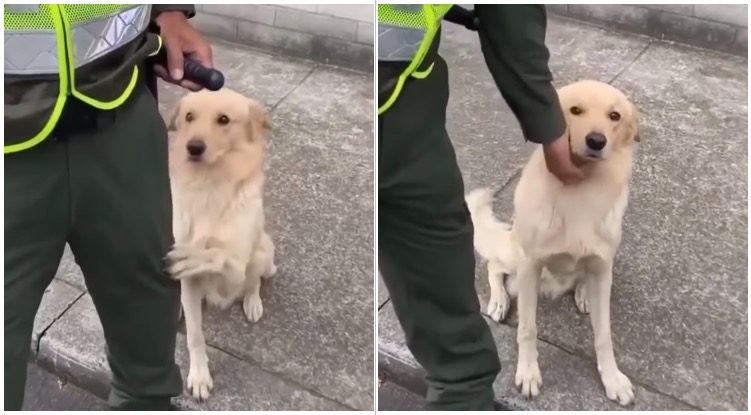 Golden retriever asking police man to pet him