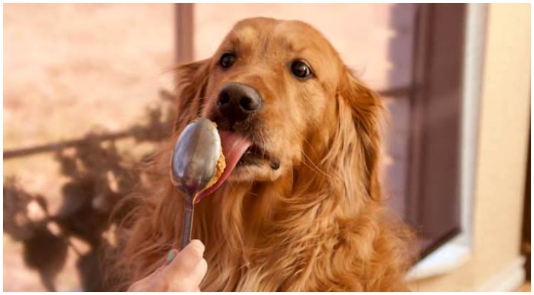 Golden retriever licking peanut butter from spoon