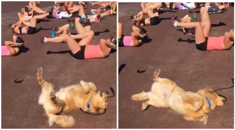 Golden retriever working out on the floor with a large group of people