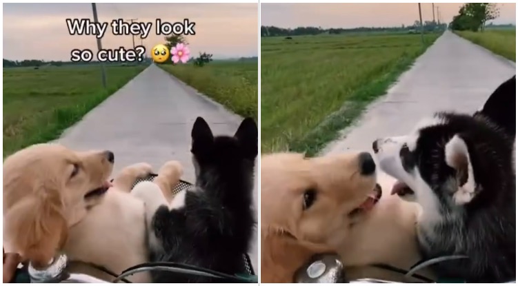 Golden retriever and baby husky on a bike ride together