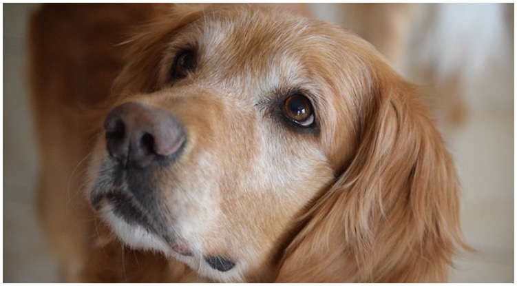 What You Need To Know About Treating Hemangiosarocma Cancer in Golden Retrievers