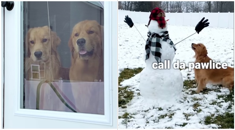 Two Golden retrievers discovering a snowman in their yard