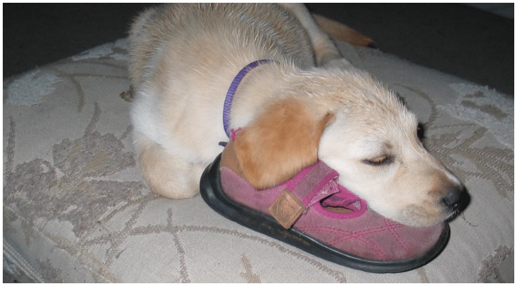 Golden retriever laying on shoe