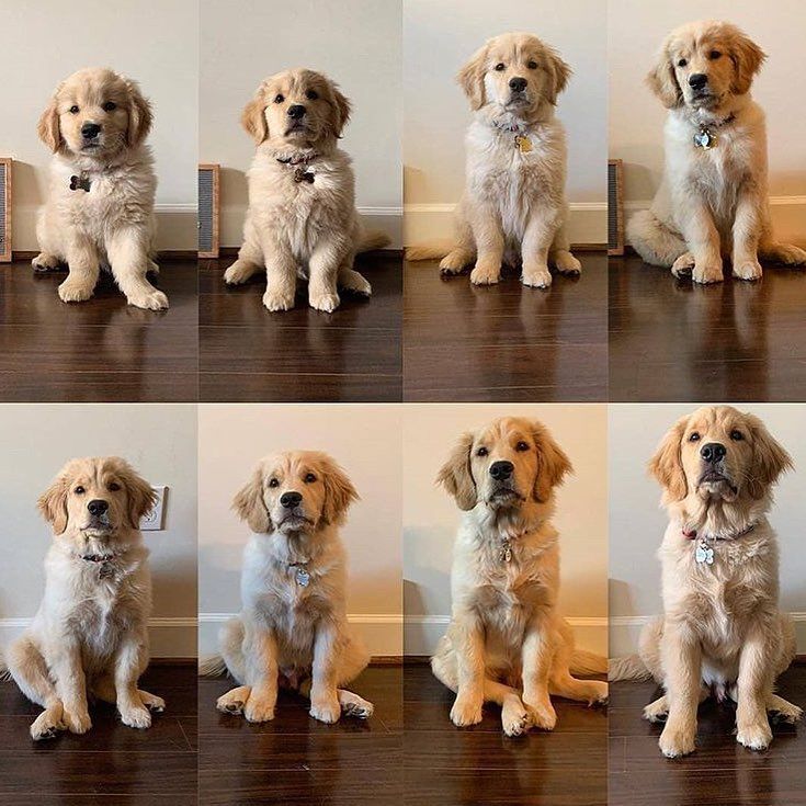 How Big Will My Golden Retriever Puppy Get