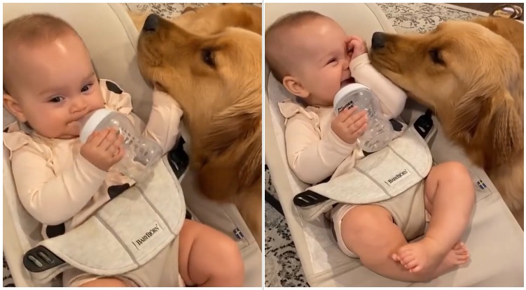 Golden retriever and baby spending their time together