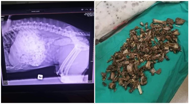 Scary Warning From Concerned Dog Owner: Stop Feeding Bones To Your Dog!