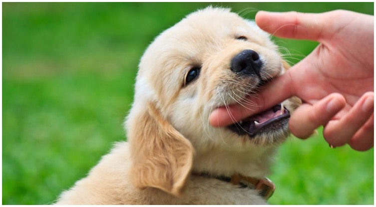 A golden retriever puppy gently biting the finger of a human