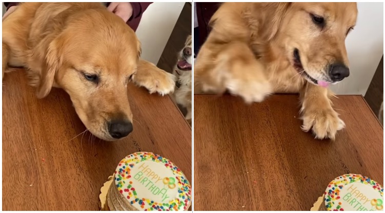A golden retriever in front of his white frosting rainbow sprinkles birthday cake