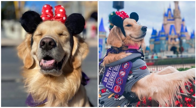 Service Dog Nala Is Disney’s Most Favorite Dog