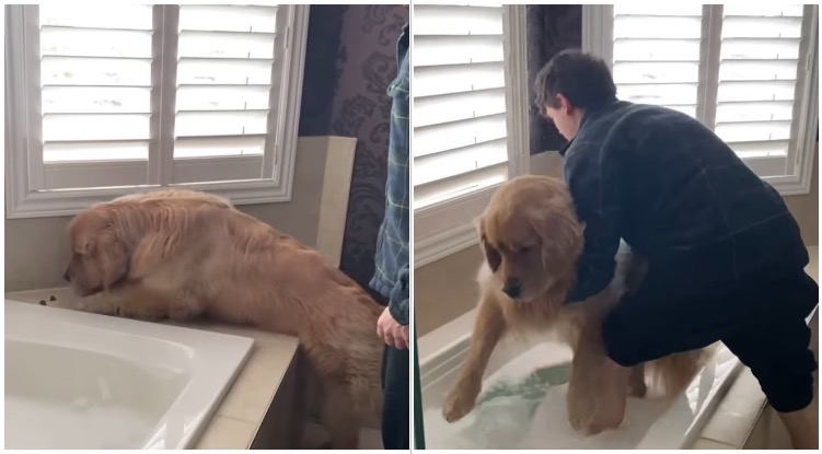 Golden retriever owner with his dog trying to convince him to take a bath