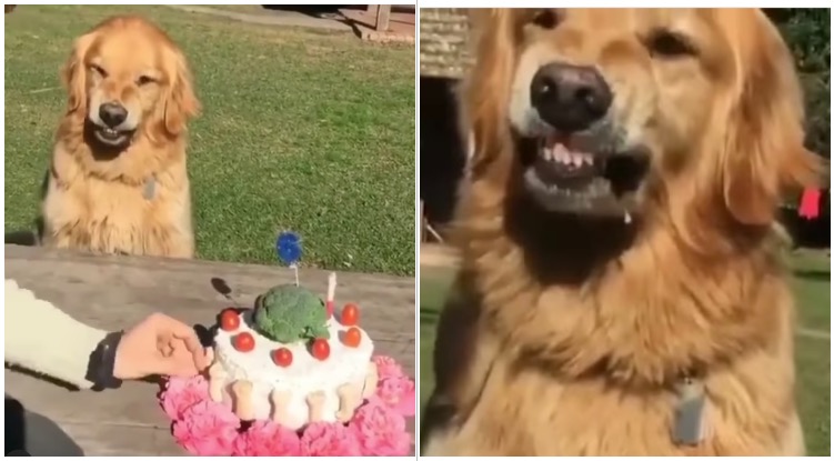 Golden Retriever Angry After Someone Tried To Take A Piece Of It’s  Birthday Cake
