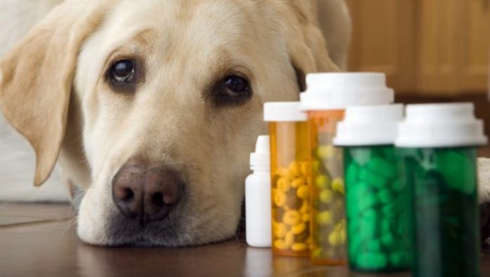 Three best dietary supplements for your dog