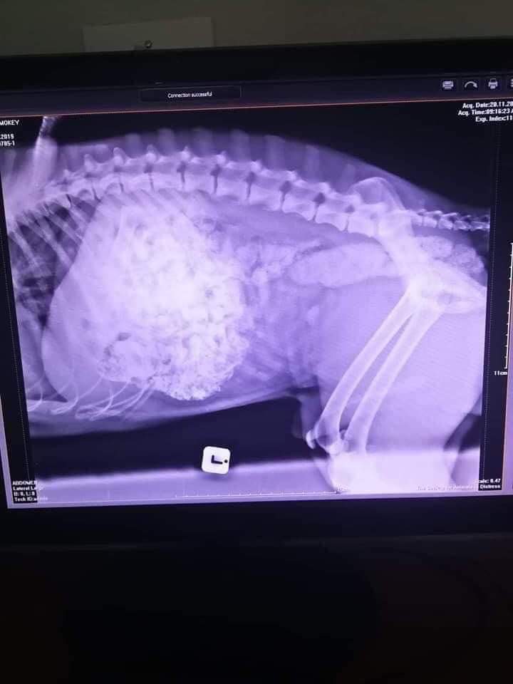 X-ray of sick Pitbull 