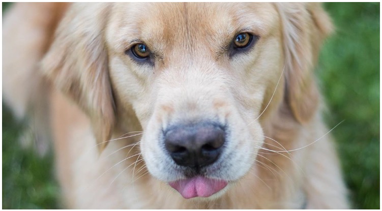 Is It Safe For My Golden Retriever To Eat Bugs?