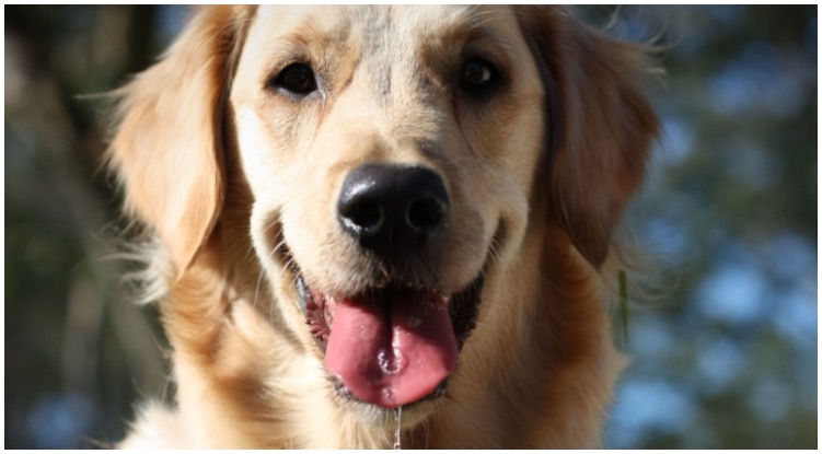 Why Is My Golden Retriever Drooling?