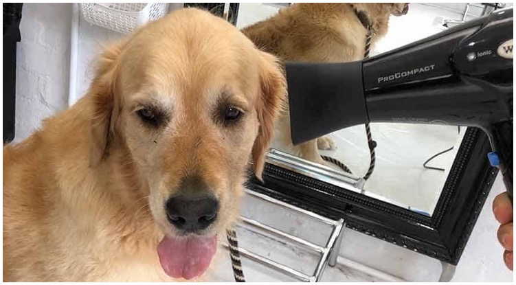 Golden retriever getting a blow-dry at the salon