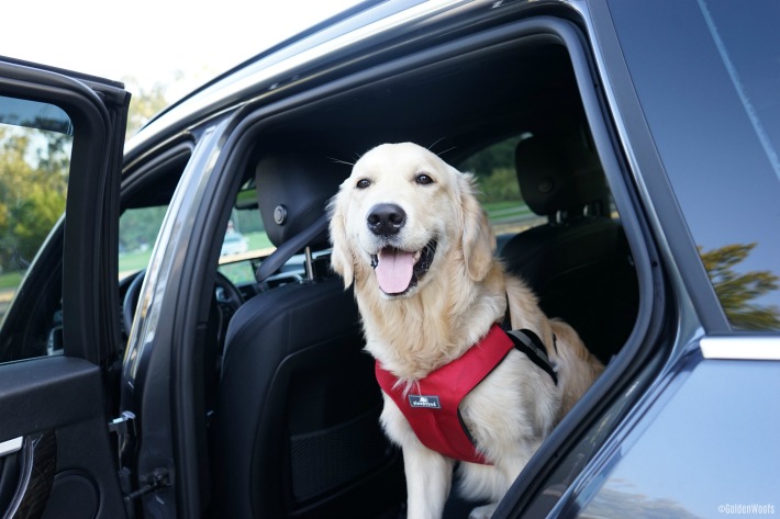 Car safety for dogs: How to train your dog to ride in the car