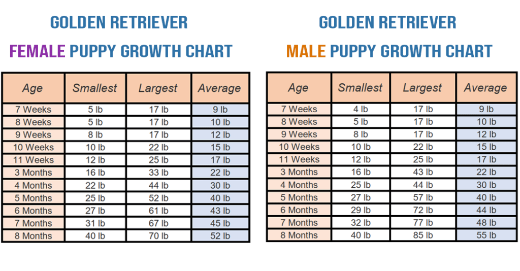 Golden retriever growth chart
