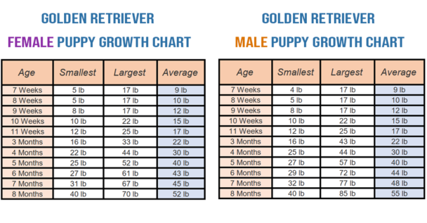 How big do Golden retrievers get: From puppy to giant!