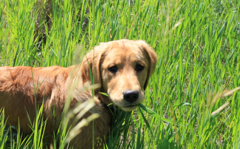 golden retriever eating grass