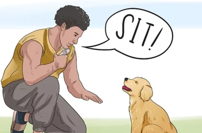 How to teach your dog the five essential commands?