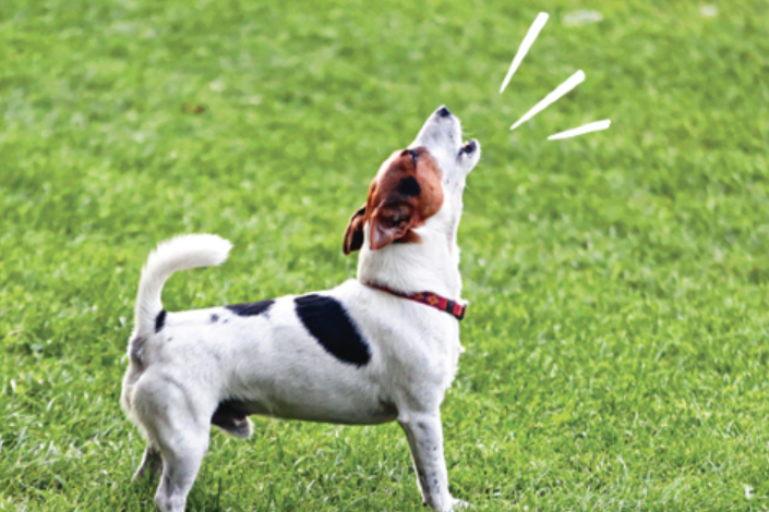 Have you ever wondered why dogs bark at each other? We have the answer!