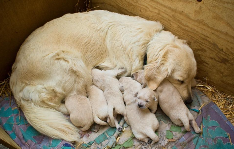How long are Golden retrievers pregnant