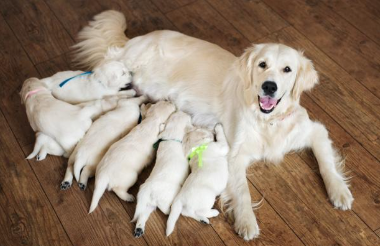 How long are Golden retrievers pregnant?