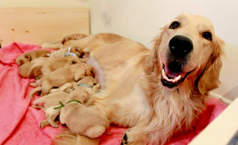 How many puppies do Golden retrievers have? - Proud mother with her babies