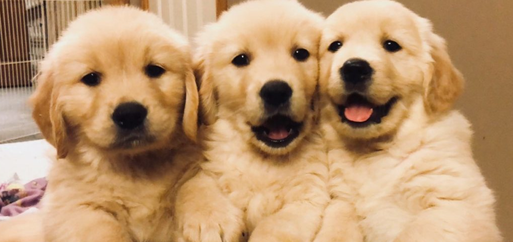 How many puppies do Golden retrievers have?