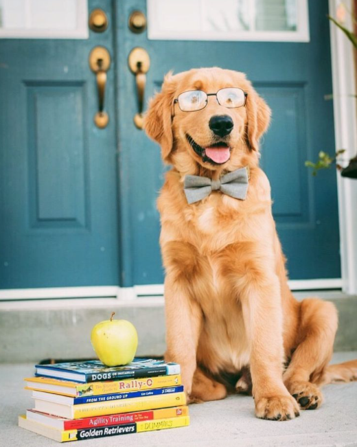 is golden retriever smart