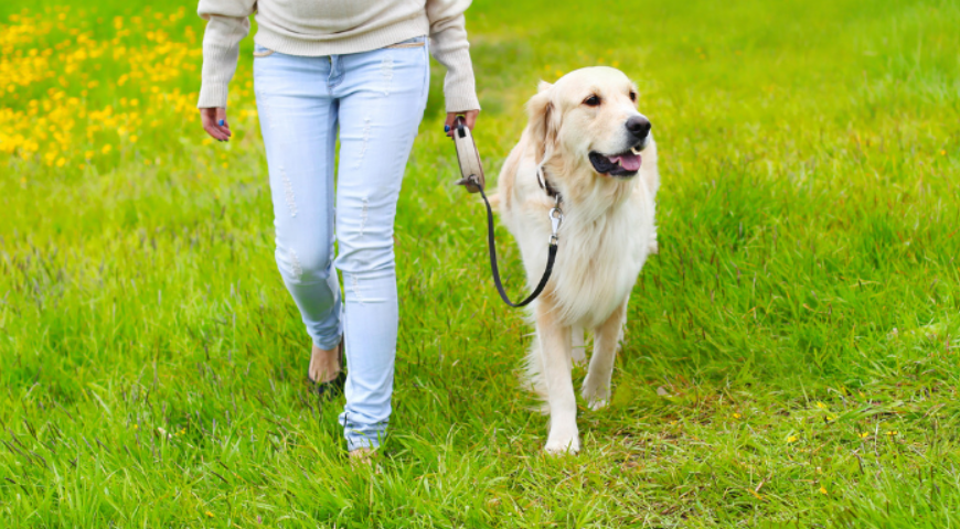 Behavioral Issues: How to stop your dog from pulling his leash?