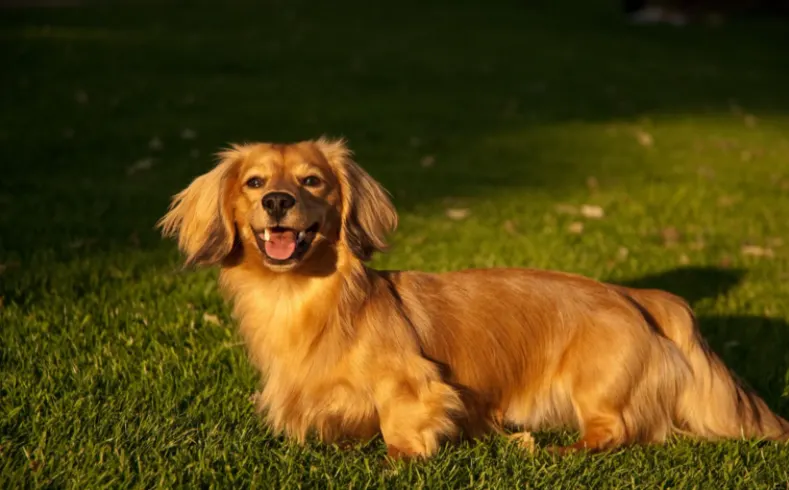 Pictured a Golden retriever Dachshund Mix