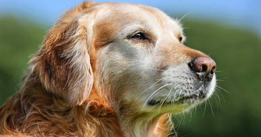 Expert advice: The subtleties and seriousness of chronic pain in dogs