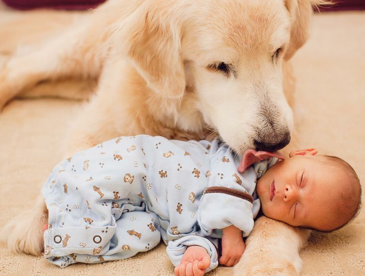 Are Golden retrievers good with kids?