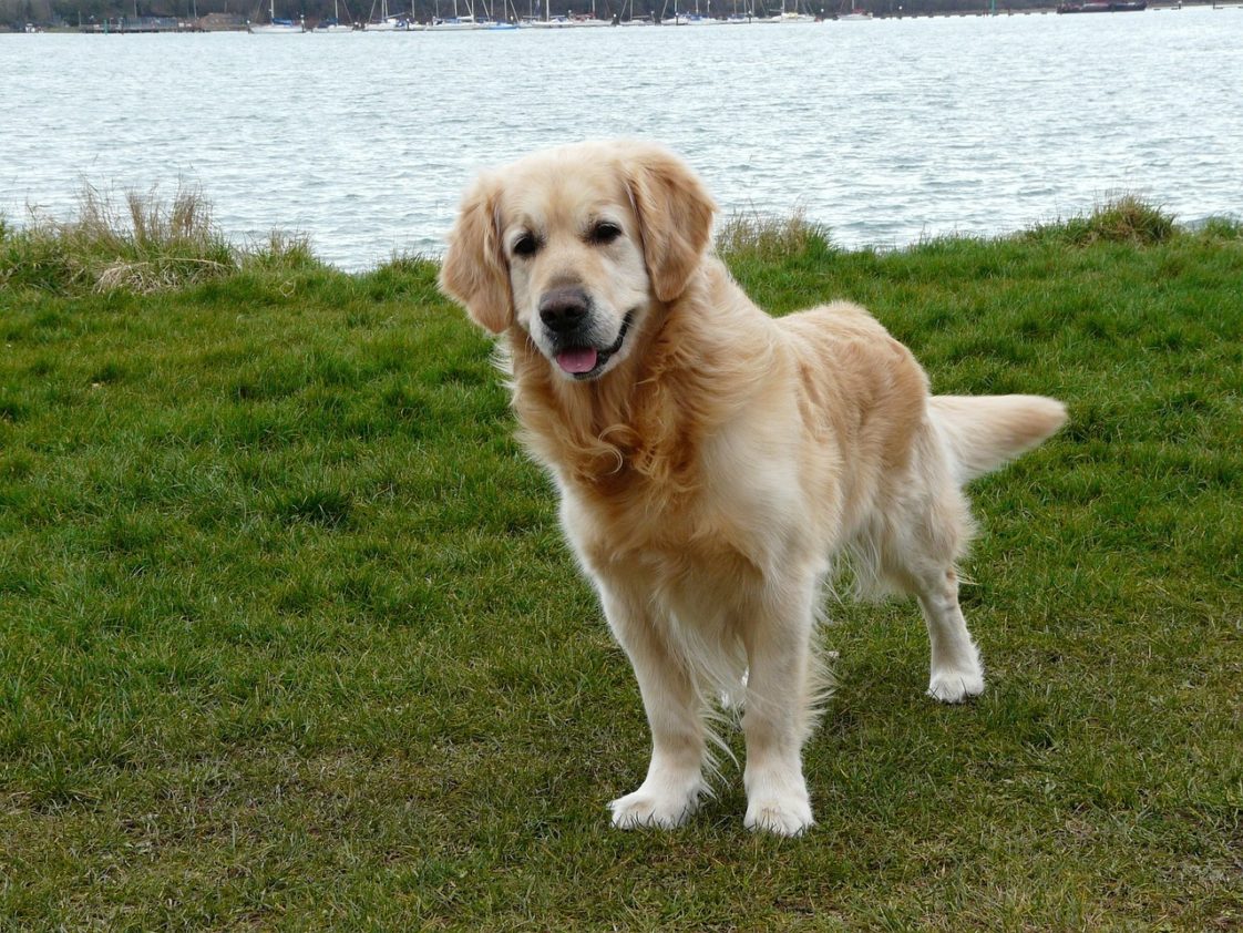 Can Golden Retrievers Be Aggressive? Here Is What You Need To Know