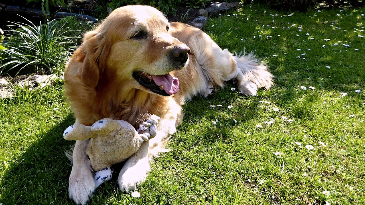 Fascinating Things About Golden Retrievers