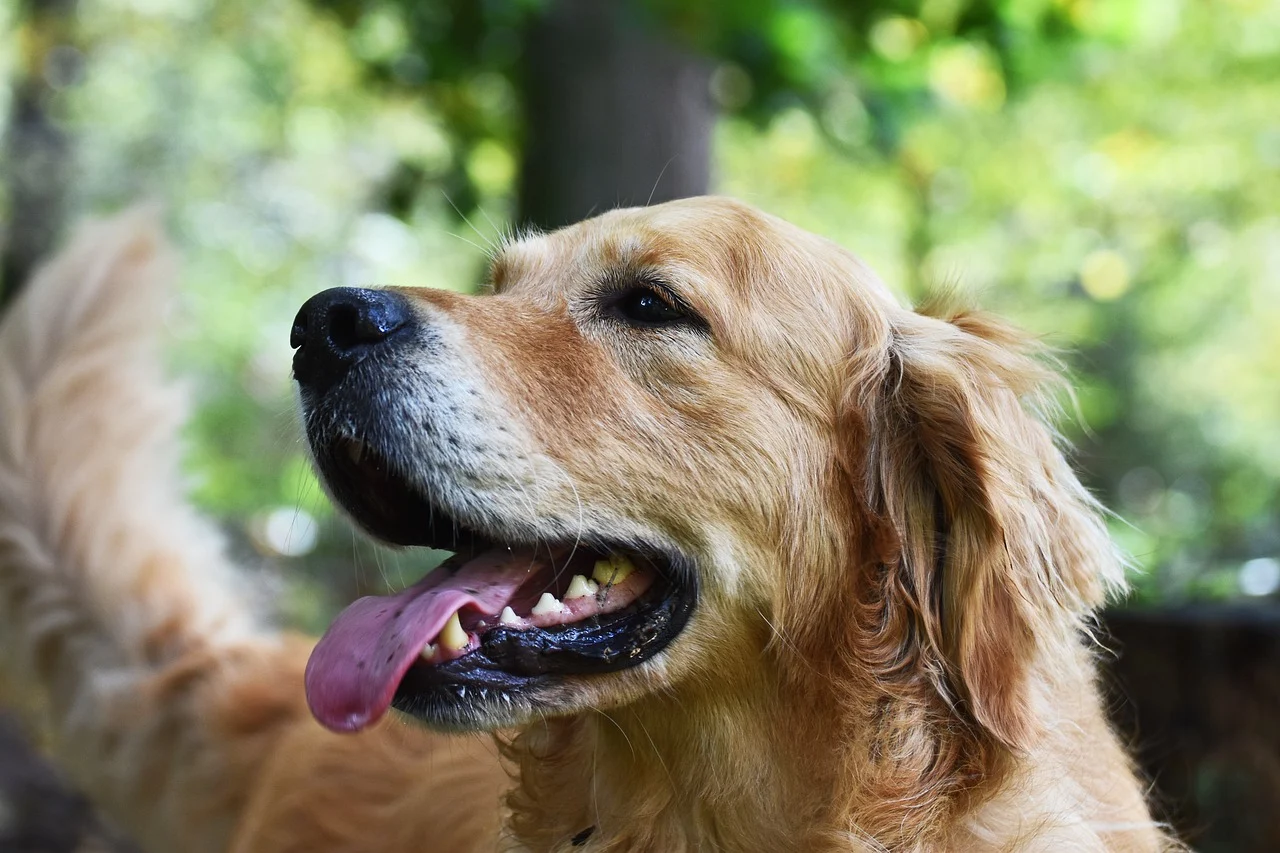 Golden Retriever Adoption