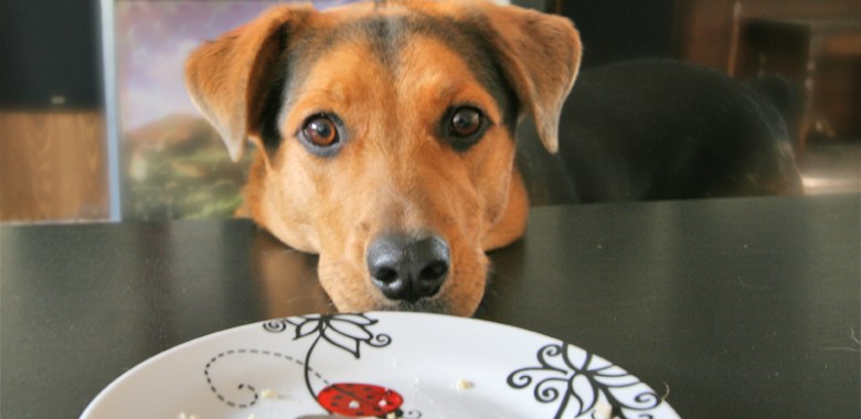 stop your dog from begging for food
