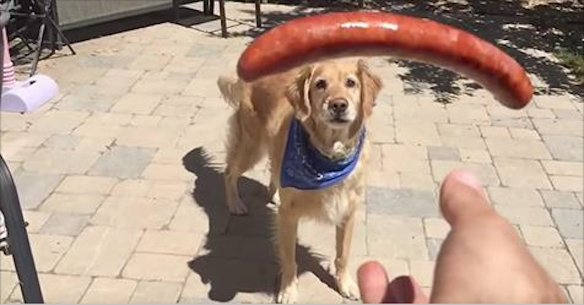 Golden Retriever Catching Hot Dog