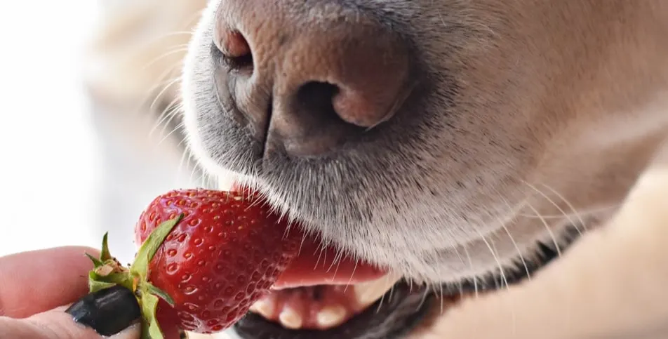 Dog eating a strawberry