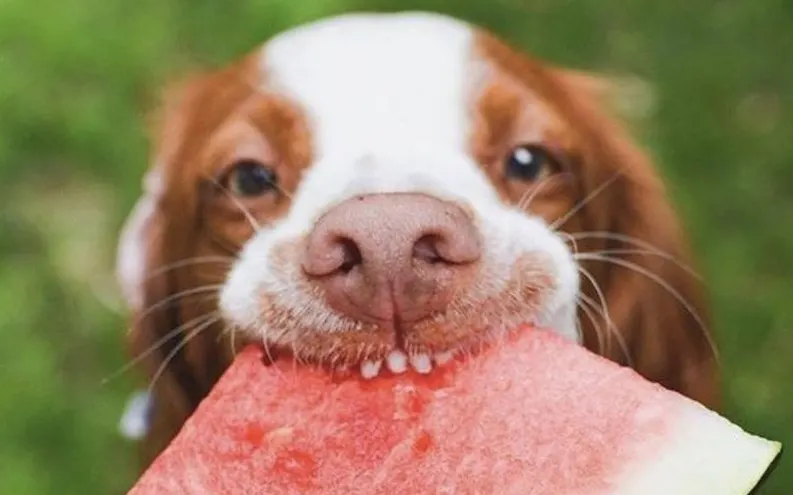 Dog eating watermelon