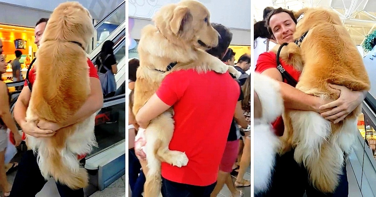 the owner carries a golden retriever in the mall