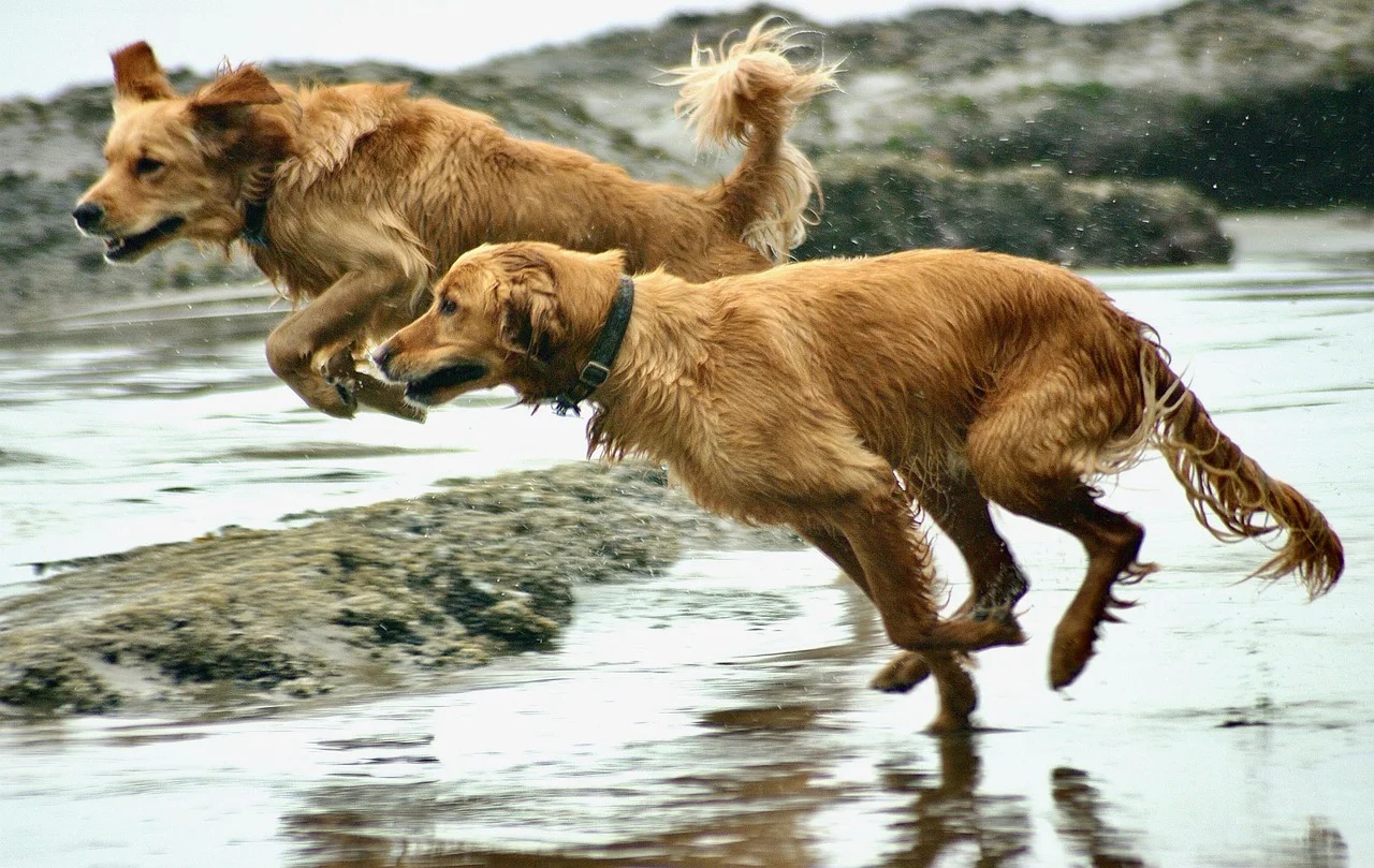 Where Do Golden Retrievers Come From