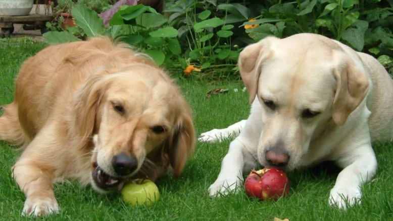 Two Golden retrievers eating apples